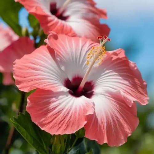 Hibiskus – Garten-Hibiskus, FüR Beete Und TöPfe Geeignet, Winterhart Und MehrjäHrig, SchöNe BlüTen, BlüTezeit Juli Bis September-5 zwiebeln-D von JKFBNGIUJR