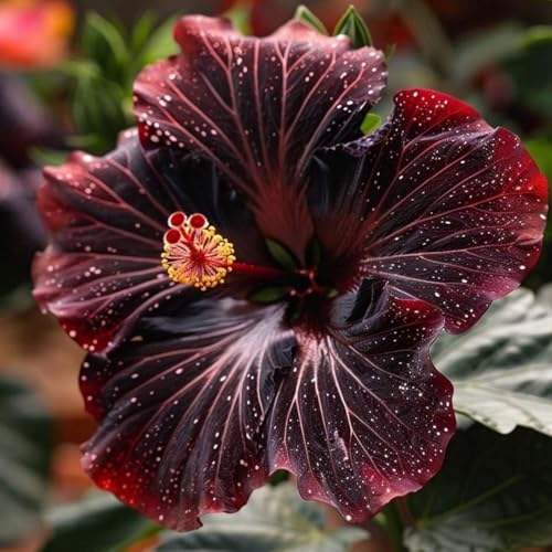 Hibiskus – Garten-Hibiskus, Leuchtende BlüTen, BlüTezeit Juli Bis Oktober, FüR Hecken Geeignet, Winterharte Staude-2 zwiebeln-F von JKFBNGIUJR