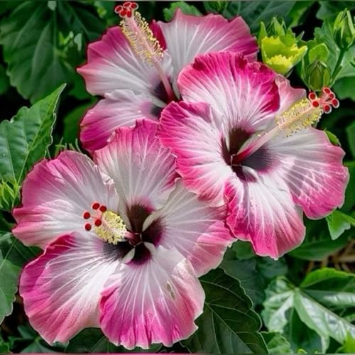 Hibiskus – Garten-Hibiskus, Leuchtende BlüTen, BlüTezeit Juli Bis Oktober, FüR Hecken Geeignet, Winterharte Staude-3 zwiebeln-I von JKFBNGIUJR
