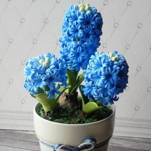 Hyazinthen Kollektion - MehrjäHrig Winterhart - Duftende Blumenzwiebeln Mischung, Topf Und Glas-4 zwiebeln-C von JKFBNGIUJR