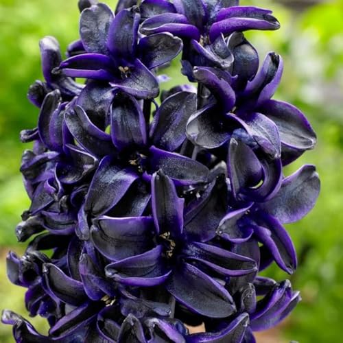 Hyazinthen Kollektion - MehrjäHrig Winterhart - Duftende Blumenzwiebeln Mischung, Topf Und Glas-4 zwiebeln-F von JKFBNGIUJR