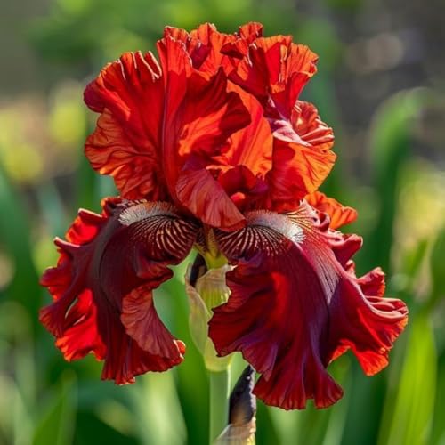Iris-PflanztöPfe – MehrjäHrige Gartenpflanzen, Winterharte Und Trockenheitsresistente Zwiebeln-15 zwiebeln-E von JKFBNGIUJR