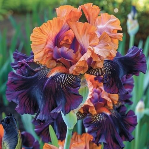 Iris-PflanztöPfe – MehrjäHrige Gartenpflanzen, Winterharte Und Trockenheitsresistente Zwiebeln-15 zwiebeln-F von JKFBNGIUJR