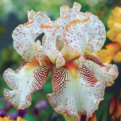 Iris-PflanztöPfe – MehrjäHrige Gartenpflanzen, Winterharte Und Trockenheitsresistente Zwiebeln-15 zwiebeln-I von JKFBNGIUJR