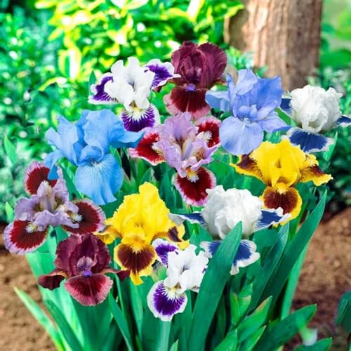 Iris-PflanztöPfe – MehrjäHrige Gartenpflanzen, Winterharte Und Trockenheitsresistente Zwiebeln-5 zwiebeln-G von JKFBNGIUJR
