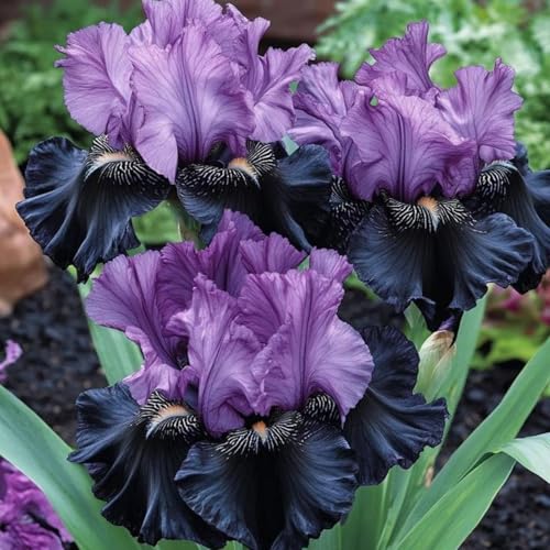 Iris-PflanztöPfe – MehrjäHrige Gartenpflanzen, Winterharte Und Trockenheitsresistente Zwiebeln-8 zwiebeln-H von JKFBNGIUJR
