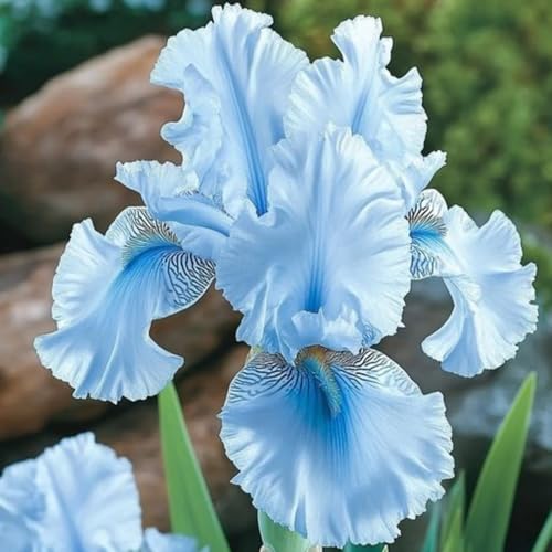 Iris blumenzwiebeln: üBerraschend Wachsend, Kein GießEn Erforderlich, Duftende BlüTen, Geeignet FüR FrüHling Und Herbst, Gartenbesichtigung, Pflegeleicht, iris knollen-8 zwiebeln-C von JKFBNGIUJR