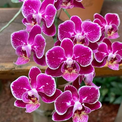 KäLtebestäNdige Cymbidium-BlüTen, Geeignet FüR Den Hausgarten, Cymbidium-Bonsai, Seltene Blumenpflanzen, Garten- Und Balkondekoration-5 Zwiebeln-F KäLtebestäNdige Cymbidium-BlüTen, Geeignet FüR Den Hausgarten, Cymbidium-Bonsai, Seltene Blumenpflanzen, Garten- Und Balkondekoration-5 Zwiebeln-F von JKFBNGIUJR