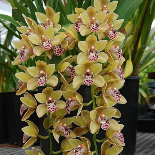 KäLtebestäNdige Cymbidium-BlüTen, Geeignet FüR Den Hausgarten, Cymbidium-Bonsai, Seltene Blumenpflanzen, Garten- Und Balkondekoration-8 Zwiebeln-B KäLtebestäNdige Cymbidium-BlüTen, Geeignet FüR Den Hausgarten, Cymbidium-Bonsai, Seltene Blumenpflanzen, Garten- Und Balkondekoration-8 Zwiebeln-B von JKFBNGIUJR