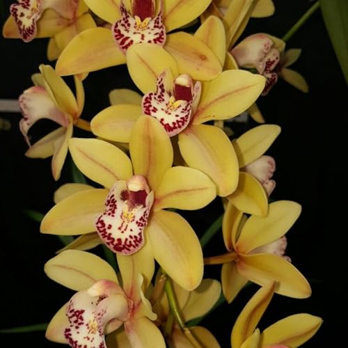 KäLtebestäNdige Cymbidium-BlüTenpflanzen, Geeignet FüR Den Hausgarten, Gemischte Bonsai-Cymbidium-Samen, Geeignet FüR Die Gartenbepflanzung-15 Zwiebeln-H KäLtebestäNdige Cymbidium-BlüTenpflanzen, Geeignet FüR Den Hausgarten, Gemischte Bonsai-Cymbidium-Samen, Geeignet FüR Die Gartenbepflanzung-15 Zwiebeln-H von JKFBNGIUJR