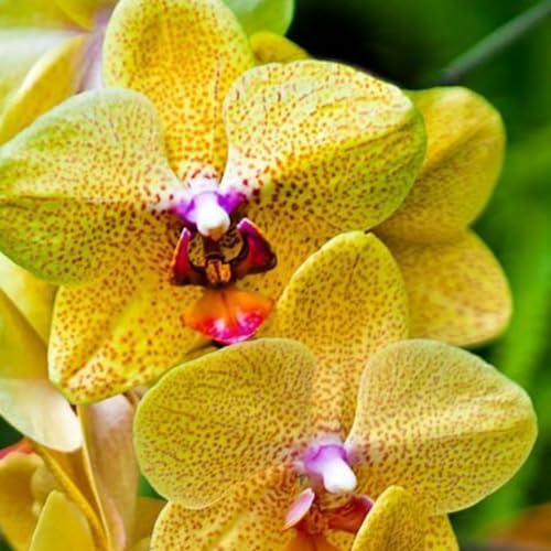 KäLtebestäNdige Cymbidium-BlüTenpflanzen, Geeignet FüR Den Hausgarten, Gemischte Bonsai-Cymbidium-Samen, Geeignet FüR Die Gartenbepflanzung-15 Zwiebeln-J KäLtebestäNdige Cymbidium-BlüTenpflanzen, Geeignet FüR Den Hausgarten, Gemischte Bonsai-Cymbidium-Samen, Geeignet FüR Die Gartenbepflanzung-15 Zwiebeln-J von JKFBNGIUJR