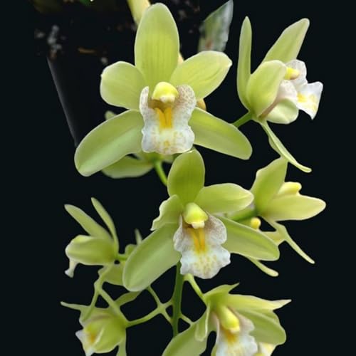KäLtebestäNdige Cymbidium-BlüTenpflanzen, Geeignet FüR Den Hausgarten, Gemischte Bonsai-Cymbidium-Samen, Geeignet FüR Die Gartenbepflanzung-8 Zwiebeln-B KäLtebestäNdige Cymbidium-BlüTenpflanzen, Geeignet FüR Den Hausgarten, Gemischte Bonsai-Cymbidium-Samen, Geeignet FüR Die Gartenbepflanzung-8 Zwiebeln-B von JKFBNGIUJR