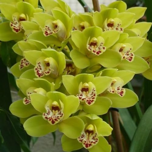 KäLtebestäNdige Cymbidium-Orchideen, Fensterbank- Und Topfdekoration, Geeignet FüR Frauen, MäNner, Kinder Und AnfäNger-10 Zwiebeln-J von JKFBNGIUJR