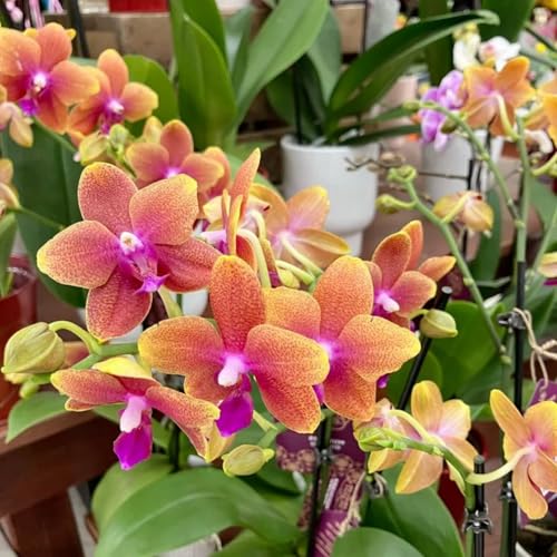 KäLtebestäNdige Cymbidium-Orchideen, Fensterbank- Und Topfdekoration, Geeignet FüR Frauen, MäNner, Kinder Und AnfäNger-3 Zwiebeln-B von JKFBNGIUJR