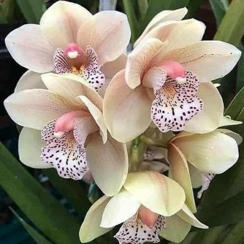 KäLtebestäNdige Cymbidium-Orchideen, Fensterbank- Und Topfdekoration, Geeignet FüR Frauen, MäNner, Kinder Und AnfäNger-5 Zwiebeln-E von JKFBNGIUJR