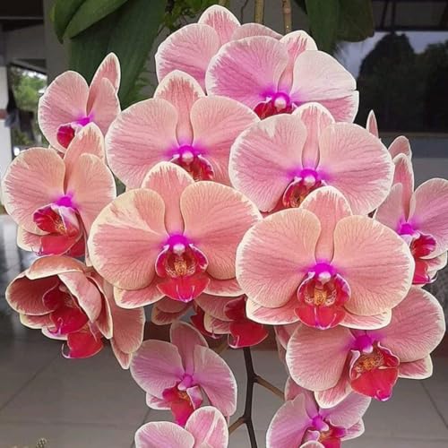 KäLtebestäNdige Cymbidium-Orchideen, Fensterbank- Und Topfdekoration, Geeignet FüR Frauen, MäNner, Kinder Und AnfäNger-8 Zwiebeln-A von JKFBNGIUJR