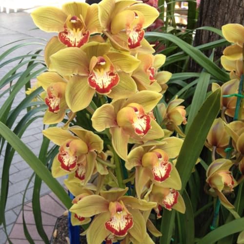 KäLtebestäNdige Cymbidium-Orchideen, Fensterbank- Und Topfdekoration, Geeignet FüR Frauen, MäNner, Kinder Und AnfäNger-8 Zwiebeln-C von JKFBNGIUJR