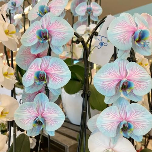 KäLtebestäNdige Cymbidium-Zwiebeln, Cymbidium-Bonsai, Seltene Blumenpflanzen, Garten- Und Balkondekoration Cymbidium-10 Zwiebeln-E KäLtebestäNdige Cymbidium-Zwiebeln, Cymbidium-Bonsai, Seltene Blumenpflanzen, Garten- Und Balkondekoration Cymbidium-10 Zwiebeln-E von JKFBNGIUJR