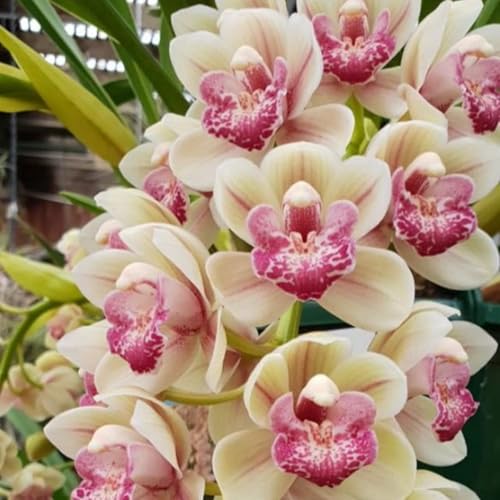 KäLtebestäNdige Cymbidium-Zwiebeln, Cymbidium-Bonsai, Seltene Blumenpflanzen, Garten- Und Balkondekoration Cymbidium-8 Zwiebeln-A KäLtebestäNdige Cymbidium-Zwiebeln, Cymbidium-Bonsai, Seltene Blumenpflanzen, Garten- Und Balkondekoration Cymbidium-8 Zwiebeln-A von JKFBNGIUJR