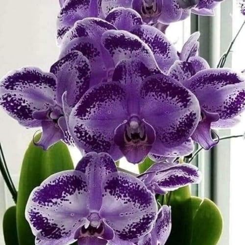 KäLtebestäNdige Cymbidium-Zwiebeln – Balkondekoration, Bonsai-Pflanzen, Gartendekoration, Zimmerpflanzen-8 Zwiebeln-A KäLtebestäNdige Cymbidium-Zwiebeln – Balkondekoration, Bonsai-Pflanzen, Gartendekoration, Zimmerpflanzen-8 Zwiebeln-A von JKFBNGIUJR