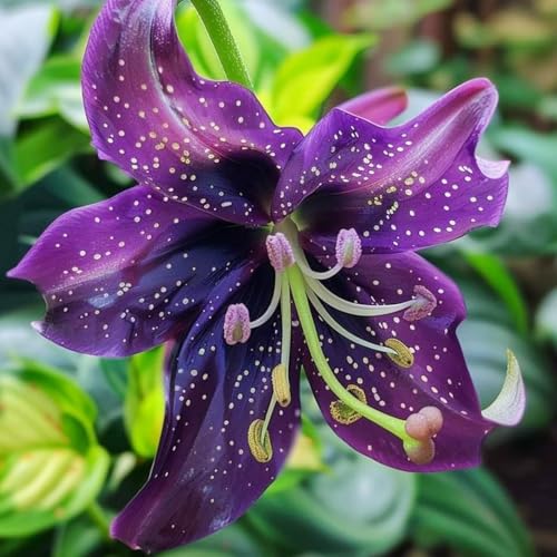 Lilienzwiebeln, MehrjäHrige Und Winterharte Blumenzwiebeln, Gemischte Sorten FüR Garten Und Topf-4 Zwiebeln-H von JKFBNGIUJR