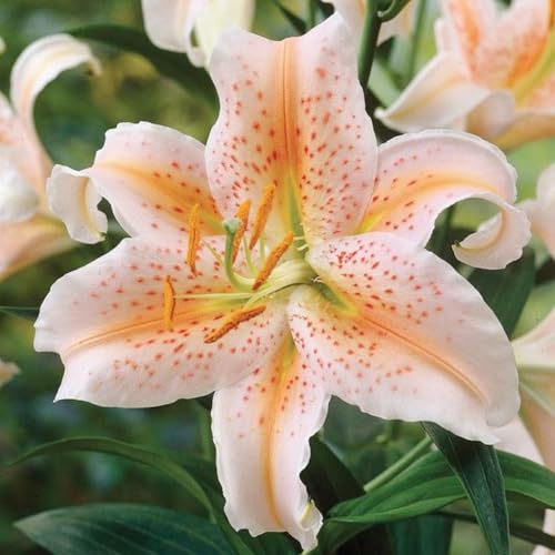 Lilienzwiebeln, MehrjäHrige Und Winterharte Blumenzwiebeln, Gemischte Sorten FüR Garten Und Topf-8 Zwiebeln-D von JKFBNGIUJR