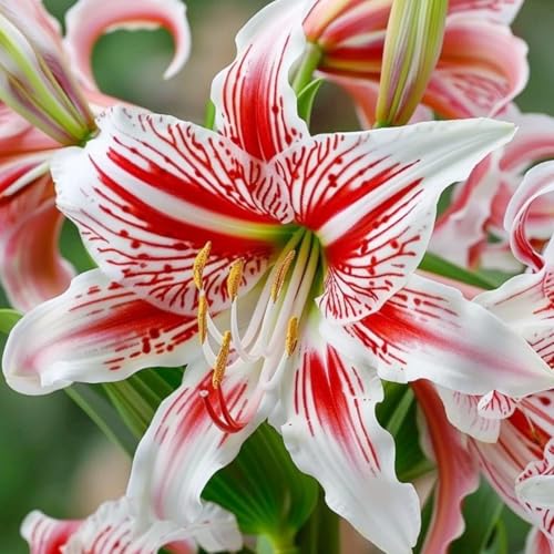 Orientalische Lilienzwiebeln, MehrjäHrige Und Winterharte Blumenzwiebeln FüR Garten Und Topf-10 Zwiebeln-J von JKFBNGIUJR