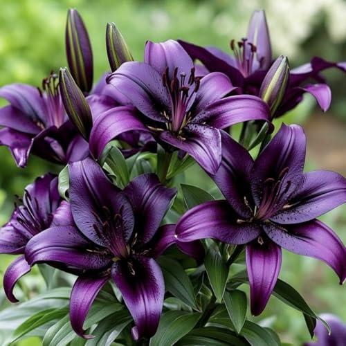Orientalische Lilienzwiebeln – MehrjäHrige Und Winterharte Blumenzwiebeln – Gartenmischung-6 Zwiebeln-H von JKFBNGIUJR