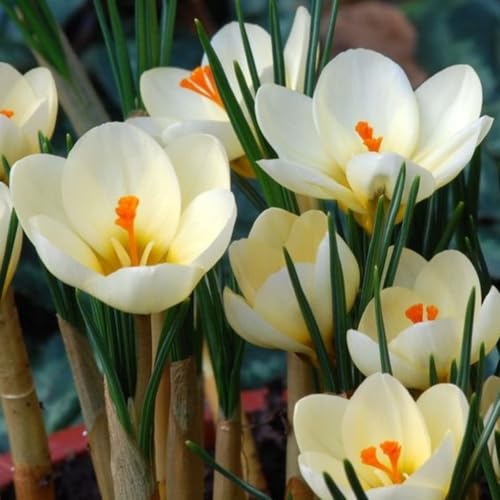 Safran-Krokus-Zwiebeln, Winterhart MehrjäHrig,Leichter Duft,FüR Den Garten Geeignet,VerschöNern Die Umwelt-10 zwiebeln-C von JKFBNGIUJR