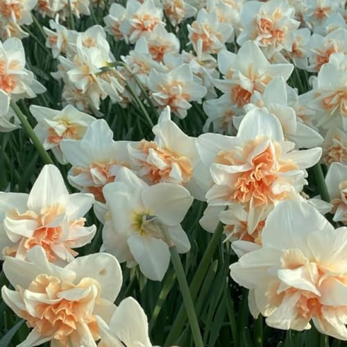 Trompeten-Narzissen-Sortiment – ​​Langlebige BlüTe, Winterharte MehrjäHrige Narzissenzwiebeln | Die Perfekte ErgäNzung FüR Jeden Garten-12 Zwiebeln-H von JKFBNGIUJR