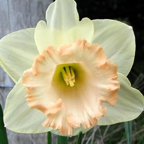 Trompeten-Narzissen-Sortiment – ​​Langlebige BlüTe, Winterharte MehrjäHrige Narzissenzwiebeln | Die Perfekte ErgäNzung FüR Jeden Garten-4 Zwiebeln-A von JKFBNGIUJR