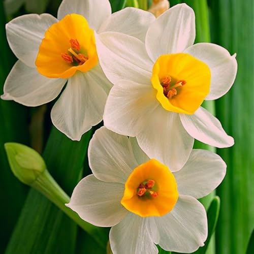 Trompeten-Narzissen-Sortiment – ​​Langlebige BlüTe, Winterharte MehrjäHrige Narzissenzwiebeln | Die Perfekte ErgäNzung FüR Jeden Garten-4 Zwiebeln-F von JKFBNGIUJR