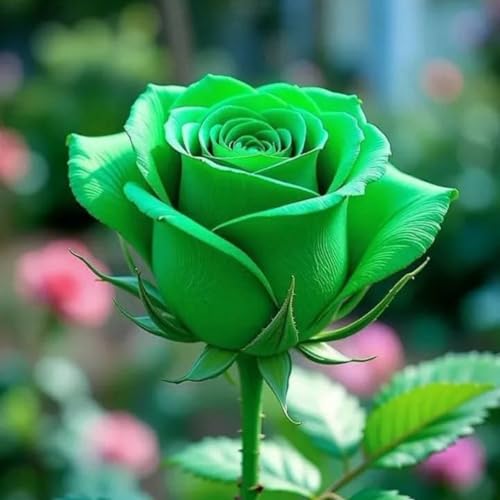 Winterharte Rosen, MehrjäHrige Zwiebeln, SchöNe Blumen, Hausgarten-Bonsai, Ideal FüR Die FrüHjahrsbepflanzung-3 zwiebeln-B Winterharte Rosen, MehrjäHrige Zwiebeln, SchöNe Blumen, Hausgarten-Bonsai, Ideal FüR Die FrüHjahrsbepflanzung-3 zwiebeln-B von JKFBNGIUJR