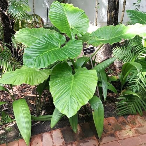 Winterharte Staude, Alocasia-Knolle, Elefantenohr, Landschaftspflanzen – Grüne Zimmerpflanzen – Topf-10 zwiebel-F Winterharte Staude, Alocasia-Knolle, Elefantenohr, Landschaftspflanzen – Grüne Zimmerpflanzen – Topf-10 zwiebel-F von JKFBNGIUJR
