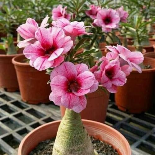 WüStenrose – Lebende Pflanze – Leuchtende BlüTen – Winterharte Staude – Zimmerpflanze FüR Einsteiger – Geeignet FüR Den Hausgarten Und Die Inneneinrichtung-4 zwiebeln-B WüStenrose – Lebende Pflanze – Leuchtende BlüTen – Winterharte Staude – Zimmerpflanze FüR Einsteiger – Geeignet FüR Den Hausgarten Und Die Inneneinrichtung-4 zwiebeln-B von JKFBNGIUJR
