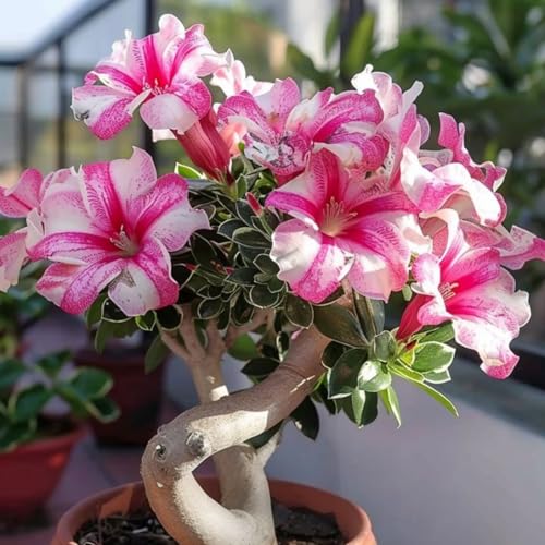 WüStenrose – Lebende Pflanze – Leuchtende BlüTen – Winterharte Staude – Zimmerpflanze FüR Einsteiger – Geeignet FüR Den Hausgarten Und Die Inneneinrichtung-5 zwiebeln-A WüStenrose – Lebende Pflanze – Leuchtende BlüTen – Winterharte Staude – Zimmerpflanze FüR Einsteiger – Geeignet FüR Den Hausgarten Und Die Inneneinrichtung-5 zwiebeln-A von JKFBNGIUJR