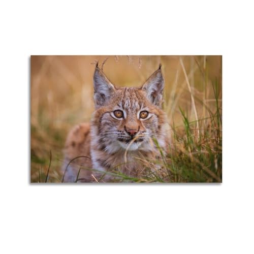 JLTC Tierposter Luchs im Gras, dekoratives Gemälde, Leinwand-Wandposter und Kunstdruck, modernes Familienschlafzimmer-Dekor-Poster, 30 x 45 cm JLTC Tierposter Luchs im Gras, dekoratives Gemälde, Leinwand-Wandposter und Kunstdruck, modernes Familienschlafzimmer-Dekor-Poster, 30 x 45 cm von JLTC