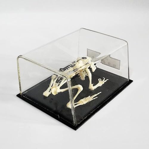 JMYSD Menschliches Modell, Frosch-Skelett-Exemplar, Harz-Tier-Exemplar Tier-Skelett-Modell Frosch-Skelett-Modell für Tieranatomie-Lehrinstrument von JMYSD