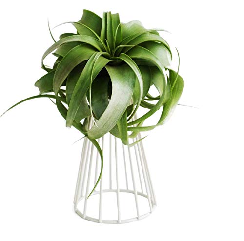 JOROBURO Luftpflanzen-Tillandsia-Basis, Großer Halter, Metall-Tischplatte für Den Innenbereich, Große Streptophylla-Luftpflanzenständer, Luftfarn-Ausstellungsständer für Weihnachtsdekoration,(#1) von JOROBURO