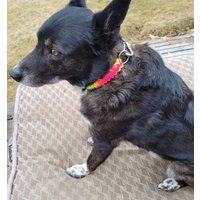 Hundehalsband-Spring Snap Hundehalsband-Spring Snap von JParacordBraiding