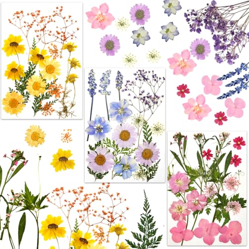 JRDFHT Trockenblumen, Natürliche Getrocknete Blumen, Gepresste Blumen, Dried Flowers, Trockenblumen für Epoxidharz, DIY Kunsthandwerk JRDFHT Trockenblumen, Natürliche Getrocknete Blumen, Gepresste Blumen, Dried Flowers, Trockenblumen für Epoxidharz, DIY Kunsthandwerk von JRDFHT