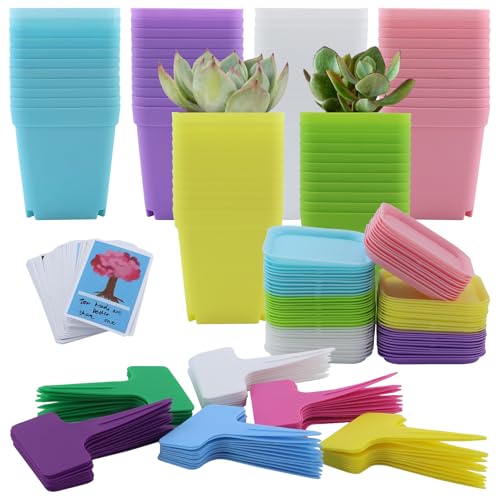 JRSHIRLEYLTD 66Stück 7CM Anzuchttöpfe, Pflanztöpfe, Anzucht Ackig Mit Untersetzer, Klein Blumentöpfe Plastik, Mini Töpfe Für Samen Sukkulenten-Bunt von JRSHIRLEYLTD