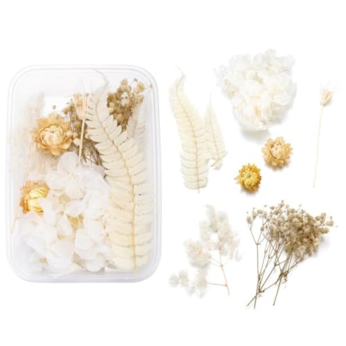 JRYXDS 1 Karton Natürliche Getrocknete Blumen Echte Getrocknete Gepresste Blumen Für Kunst DIY Scrapbooking Handwerk Karten Machen Heimdekoration Blumen Dekoration von JRYXDS