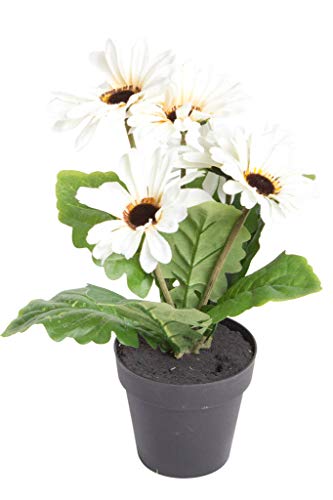 JSC künstliche Edel-Gerbera mit 5 Blüten im schwarzen Kunststofftopf (Creme) von JSC