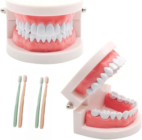 JSQJ Zahnmodell Gebiss Modell 2PCs Demonstration Erwachsene Kinder Zähne Modell Standard Teaching, mit 4 PCs Zahnbürste von JSQJ