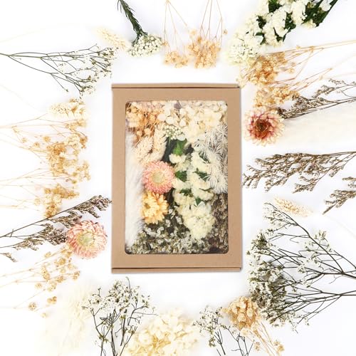 JULBEAR Getrocknete Blumen, Trockenblumen zum Basteln Klein Trockenblumen Deko Weiß Trockenblumen mit Papierbox Dried Flowers für Heimwerken Harz Scrapbooking Karten Heimdekoration von JULBEAR