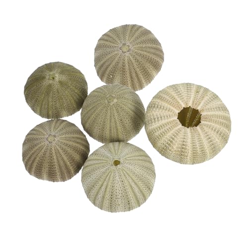 JUMPLAWN 6stücke Seeigelmuscheln Natur Seeigel Muscheln Für Aquarium Dekoration Seeigel Muschel Als Pflanzgefäß Für Sukkulenten Strand Deko Für Zuhause Und Garten von JUMPLAWN