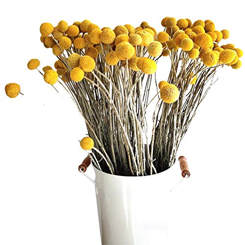 JUNGEN Natürlich Craspedia Getrocknete Blumen 80pcs Getrocknete Blumen Echte Craspedia Globosa Kunstblumen Trockenblumen für Hochzeit Party Tischdeko Fotografie Requisiten Dekoration von JUNGEN