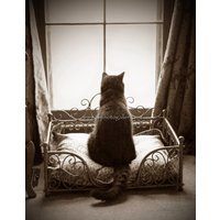 Sepia Tone Kitty Cat Waiting Patiently Photo Magnet-5.5. X 4.25 Zoll von JWPhoto