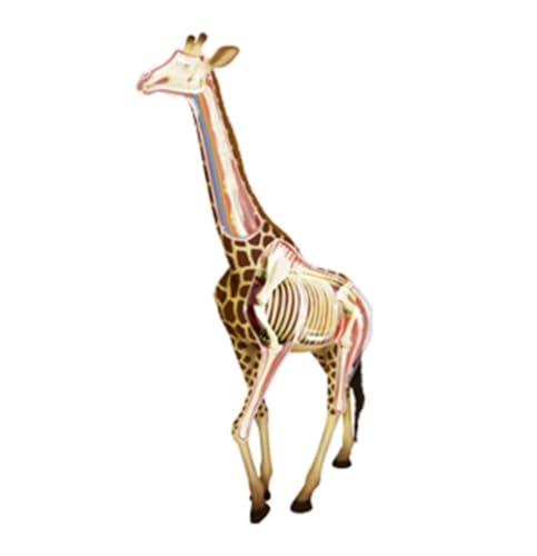 Anatomisches Tiermodell 4D Giraffe Organ Anatomisches Modell Abnehmbare 27 Organe Körperteile Tier Medizinische Lehrmodell Werkzeug Bildungsanzeigetools Anatomisches Tiermodell 4D Giraffe Organ Anatomisches Modell Abnehmbare 27 Organe Körperteile Tier Medizinische Lehrmodell Werkzeug Bildungsanzeigetools von JYARZ